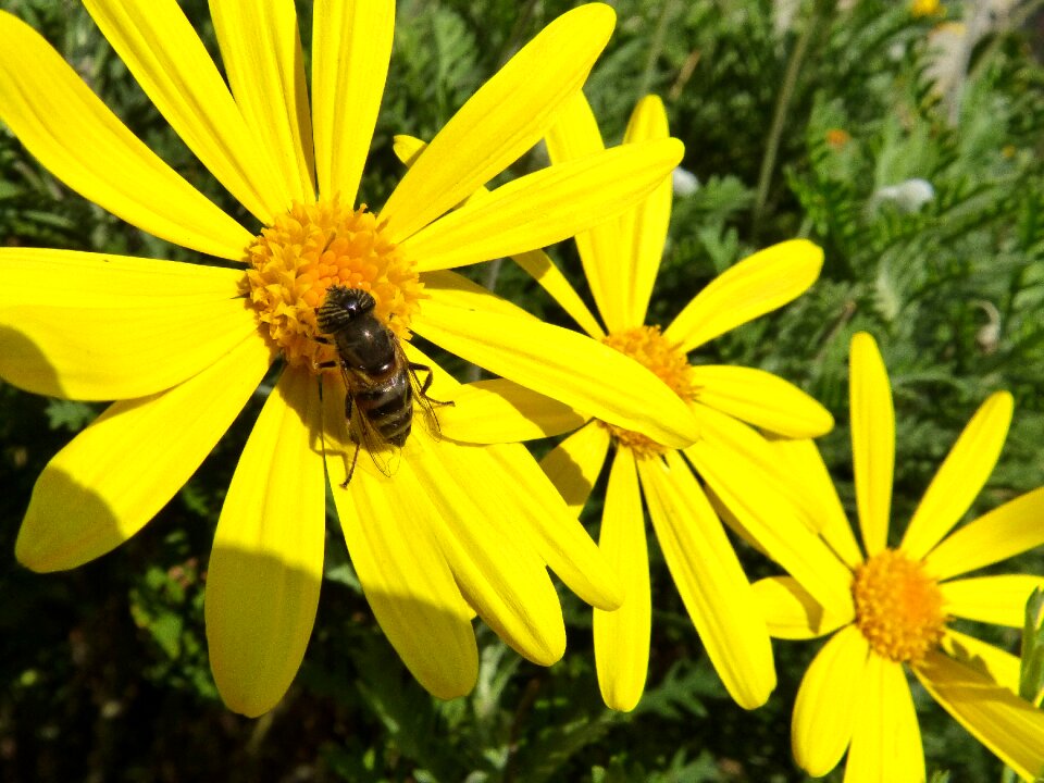 Avsipa yellow flower daisy
