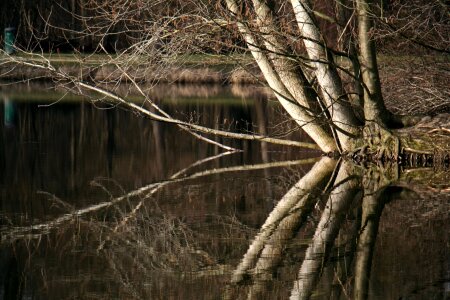 Mirror river landscape mirrored trees