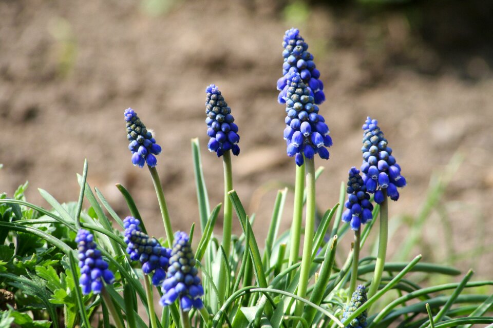 Flower garden bloom purple flower