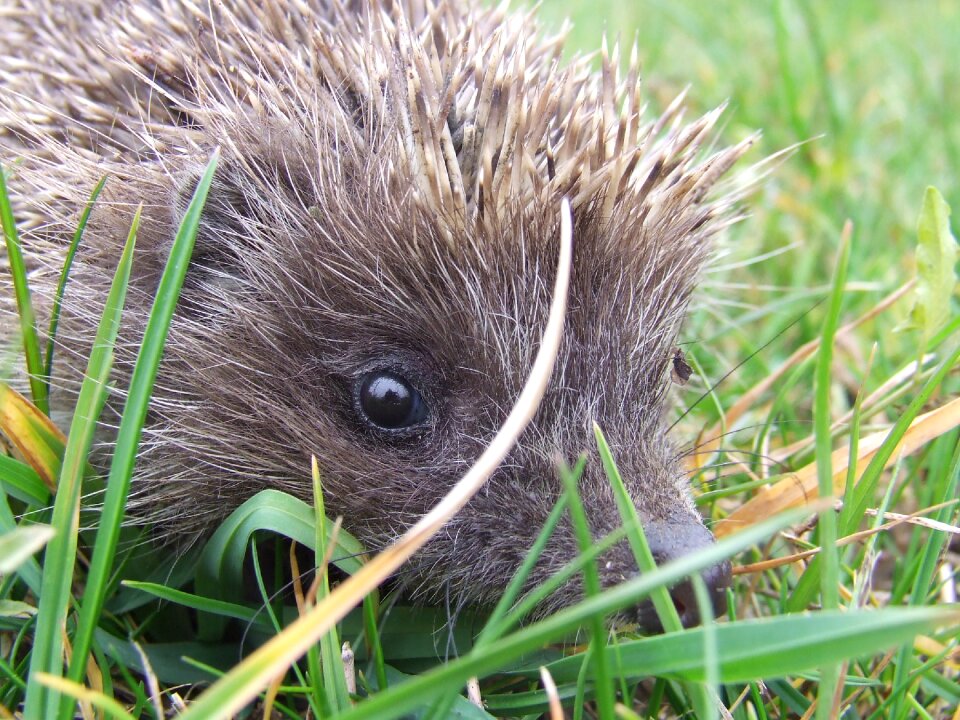 Animal poke grass