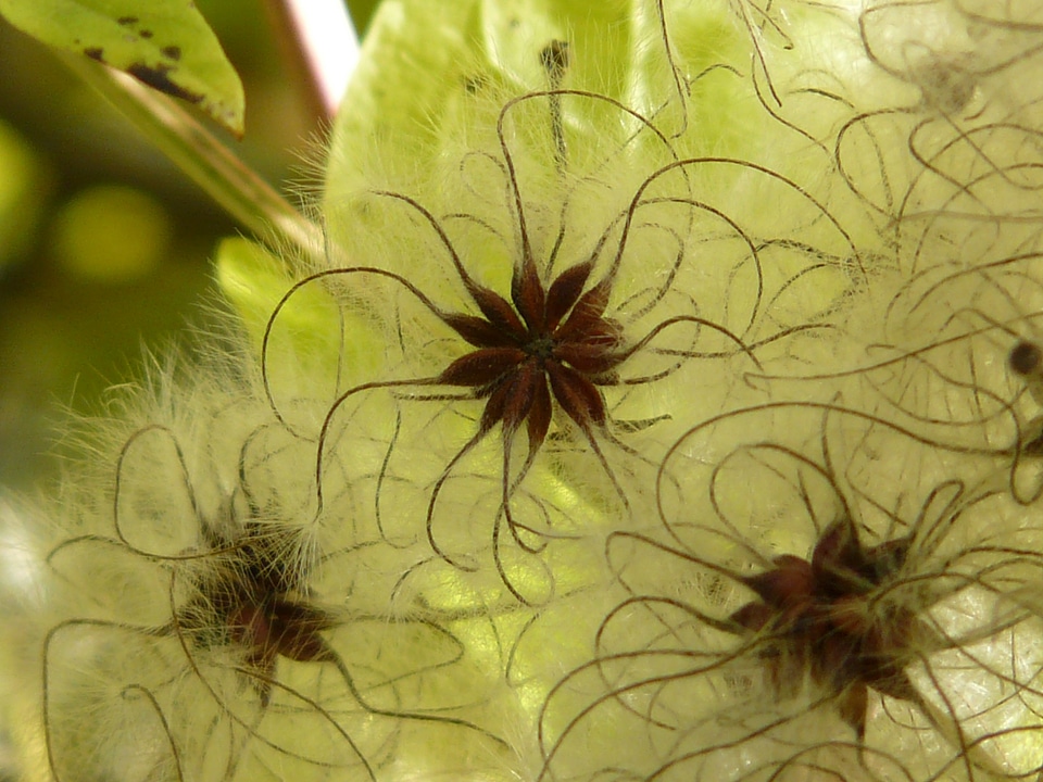 Woolly clematis real clematis