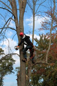 Chainsaw disease trimming