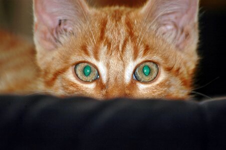 Kitten watch vigilant