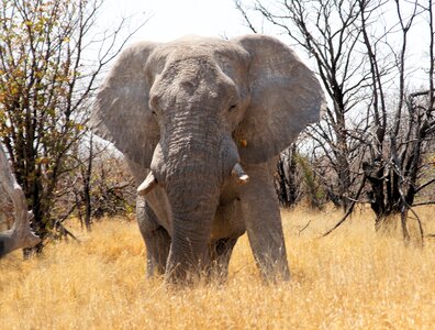 Elephant animal wilderness