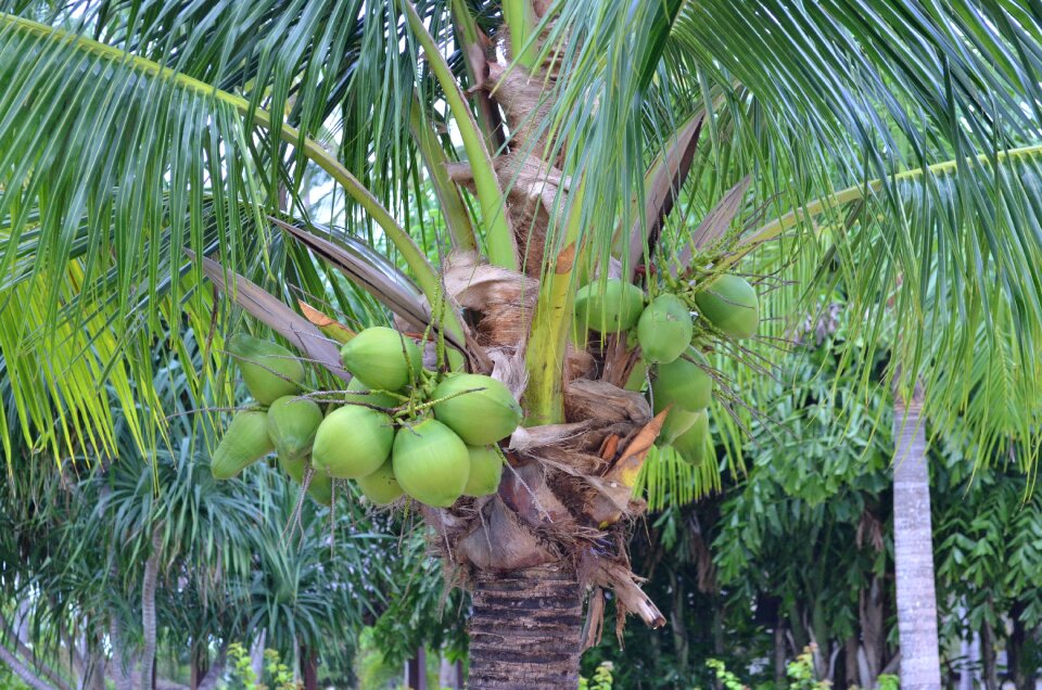 Tropics fruit wood