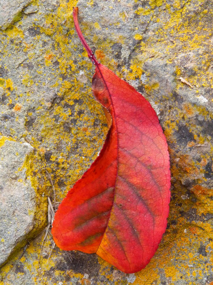 Yellow autumn autumn leaves photo