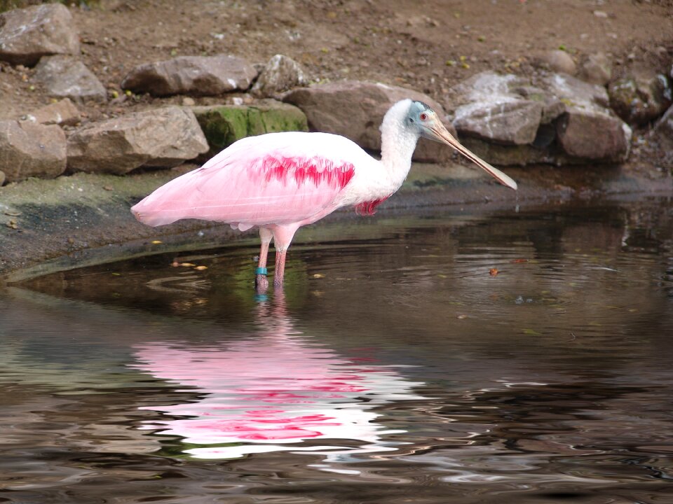 Mirroring pink water bird
