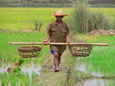 Rice field plantation