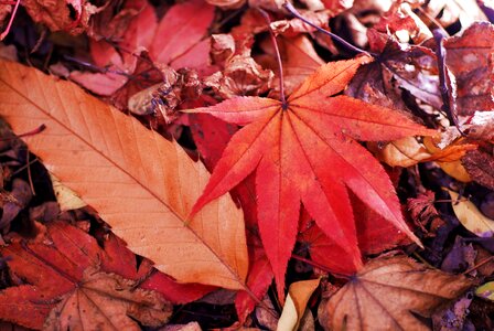 Maple leaf autumn leaves photo