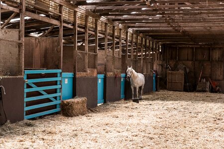 Animal barn equine photo