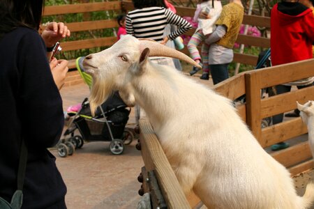 Zoo goat animal