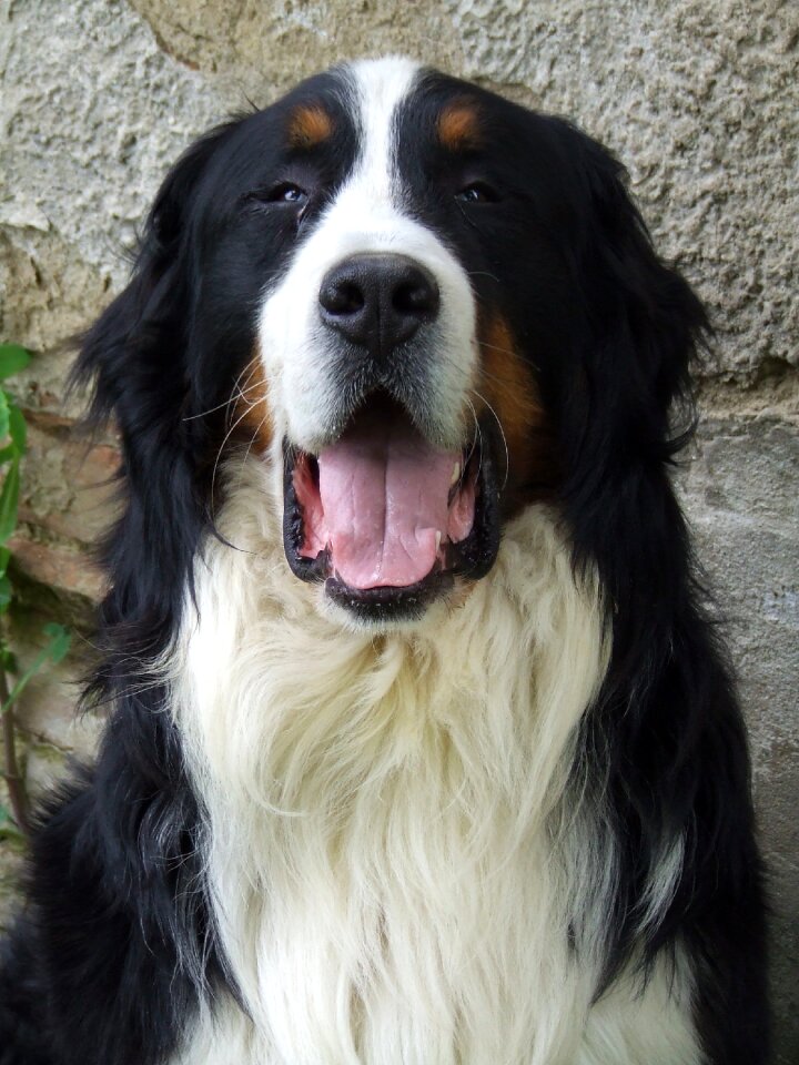 Black and white great animal