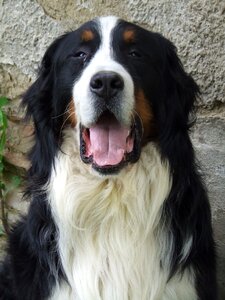 Black and white great animal