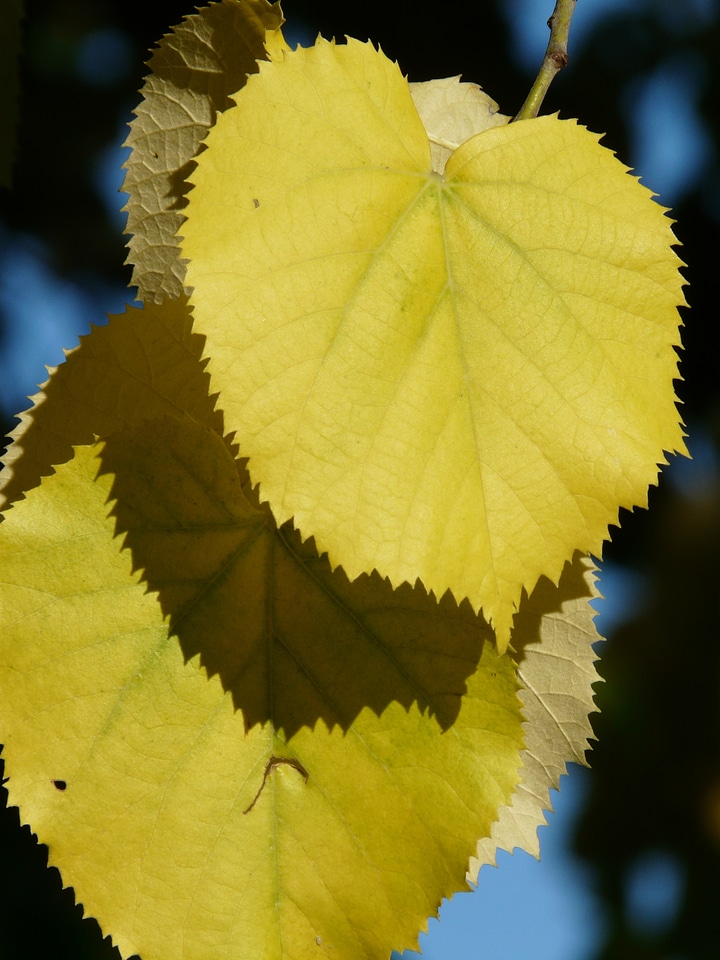 Coloring fall color linde