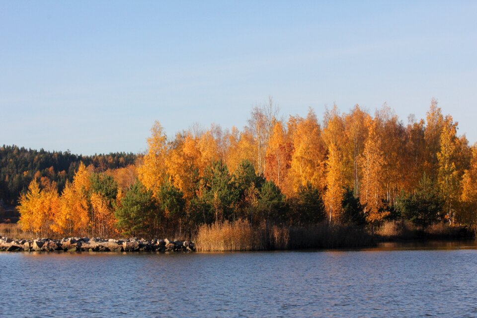 Landscape nature tree