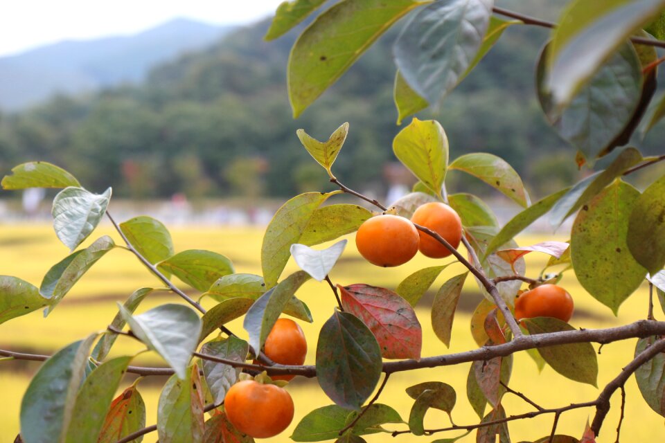 Autumn fruit harvest
