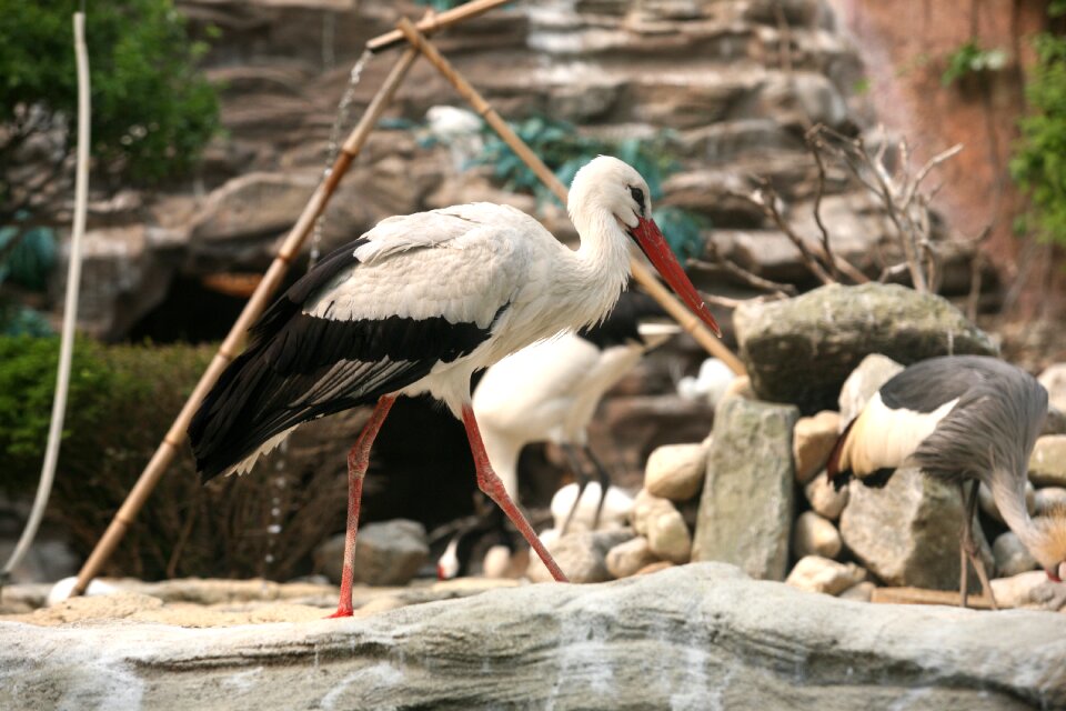 Animal birds zoo