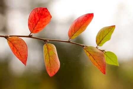 Red leaves nature autumn leaves photo