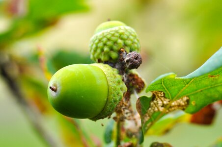 Acorn green