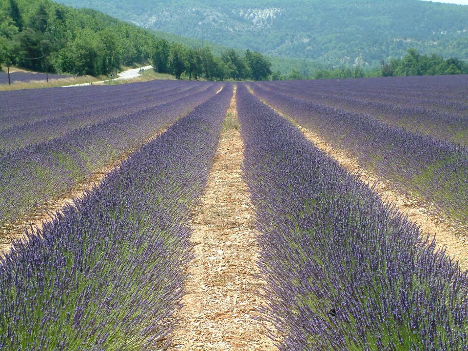 South holiday countryside