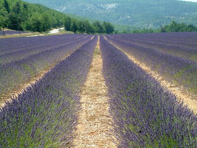 South holiday countryside