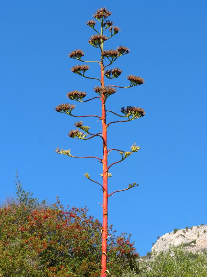 Flowering priorat sky