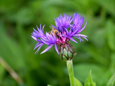 Nature purple flower floral