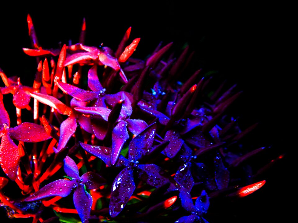 Pink garden red