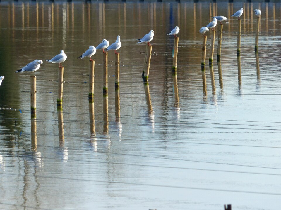 Posts gull