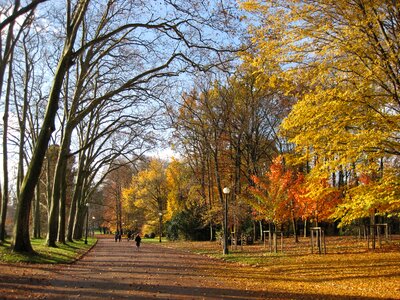 Parc de la tête d'or autumn leaves outdoor