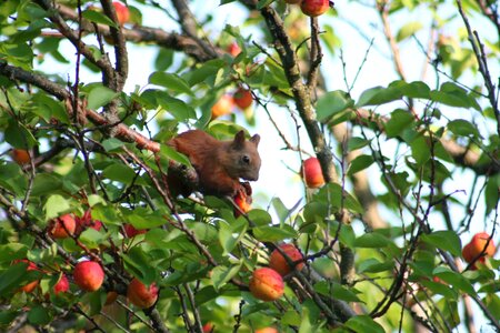 Squirrel apricot wood