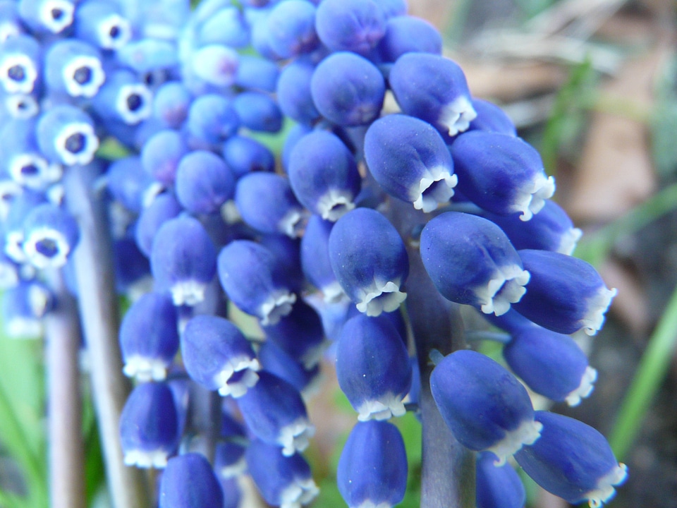 Bloom bloom spring