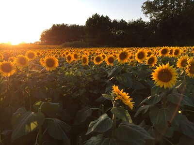 Field brown sunflower