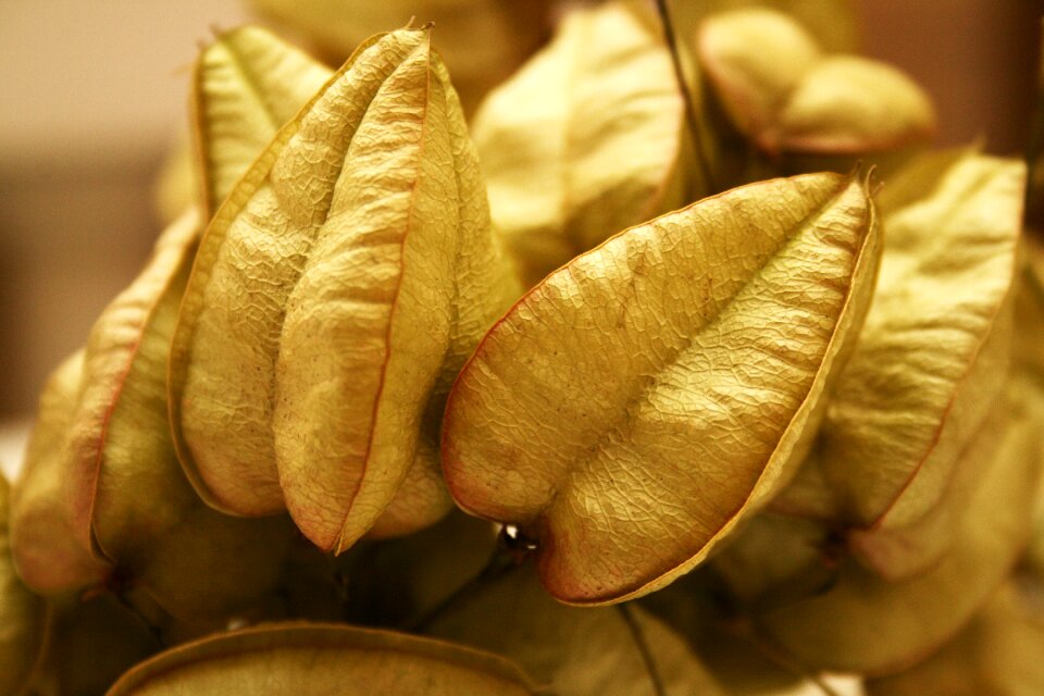Crop wood tree fruit