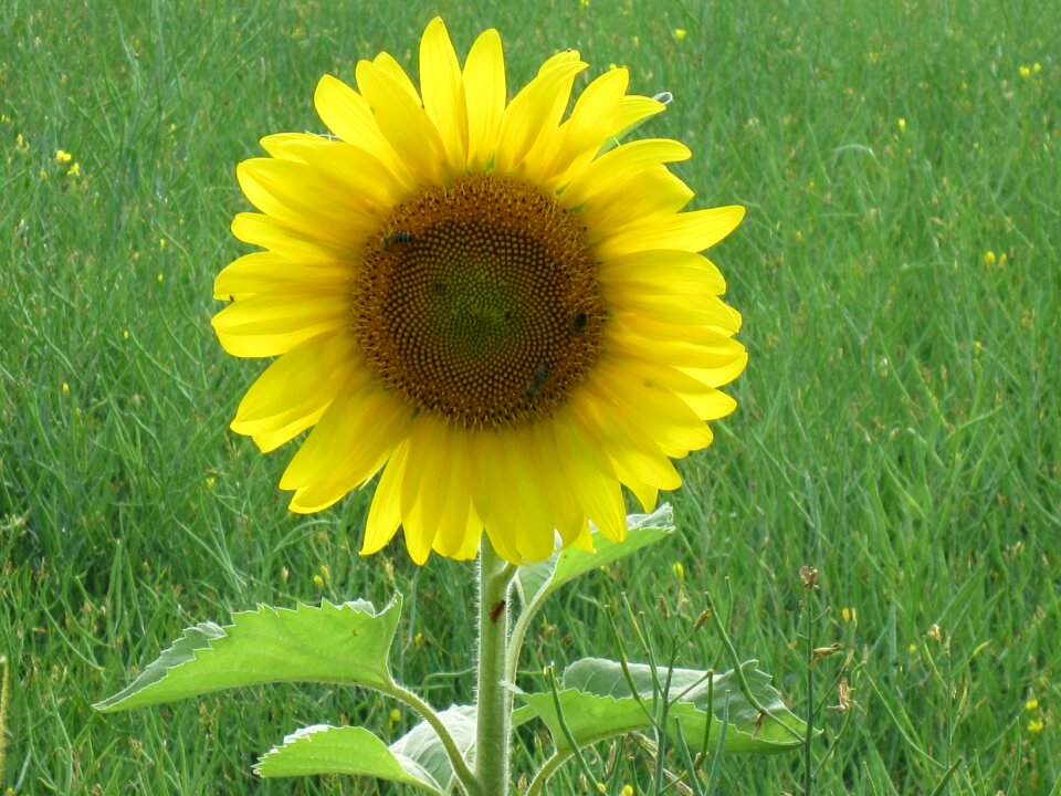 Sunflower meadow bloom