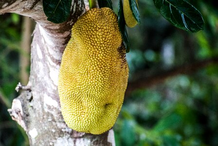 Cerrado artocarpus heterophyllus photo