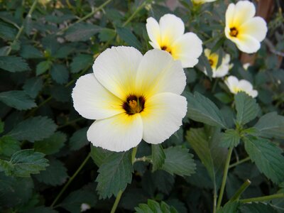 Flower turnera ulmifolia