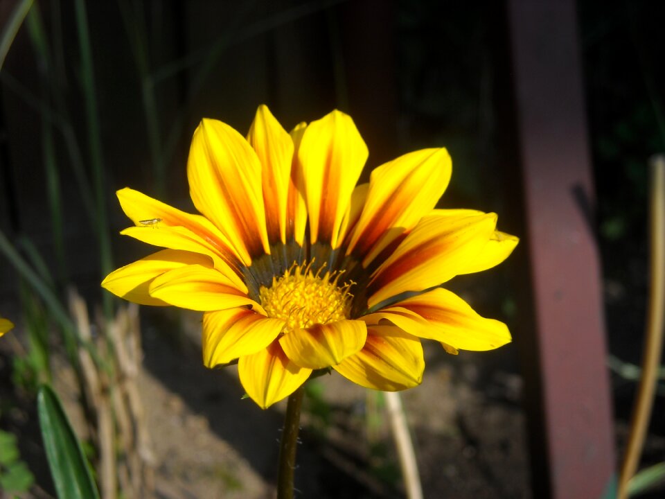 Bloom garden