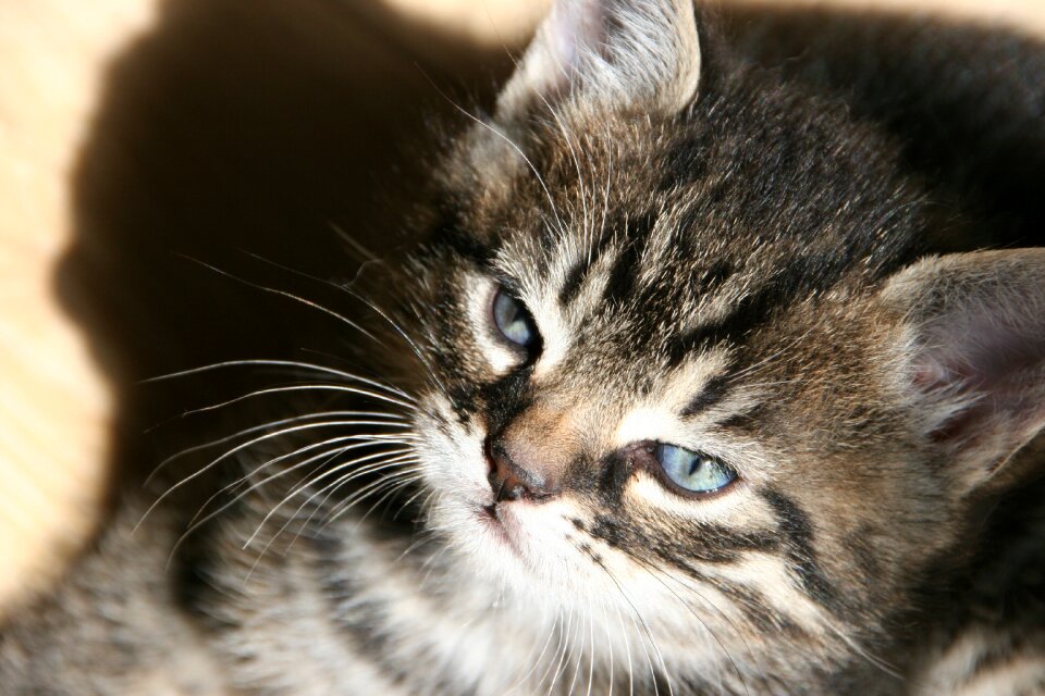 Cat face animal kitten