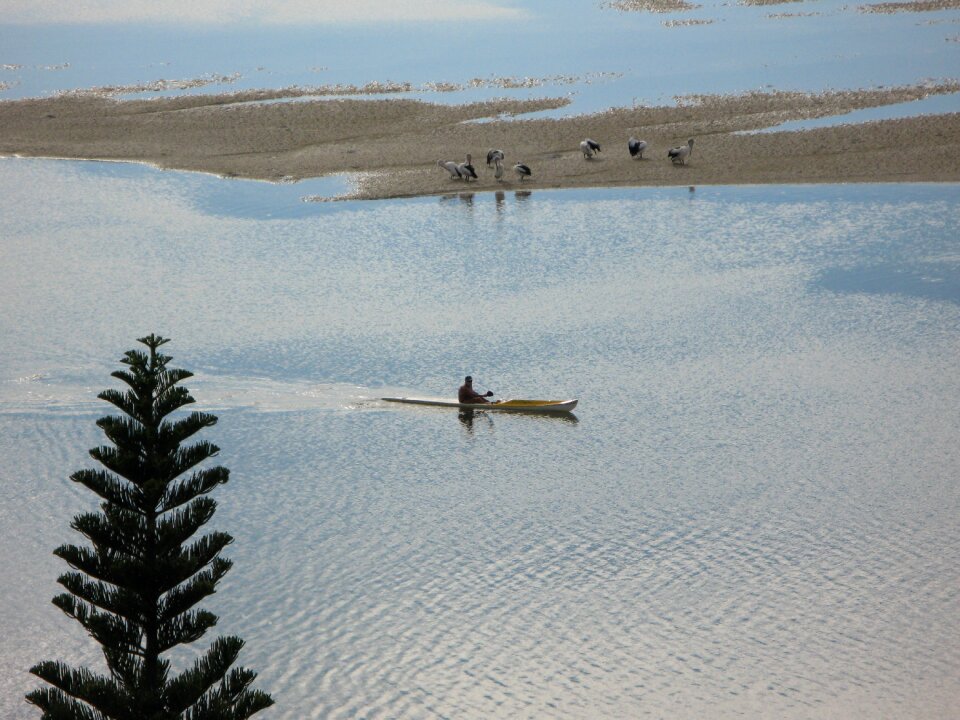 Nature wildlife landscape