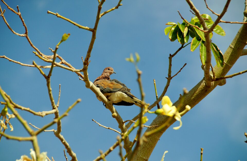 Bird pigeon the exotic