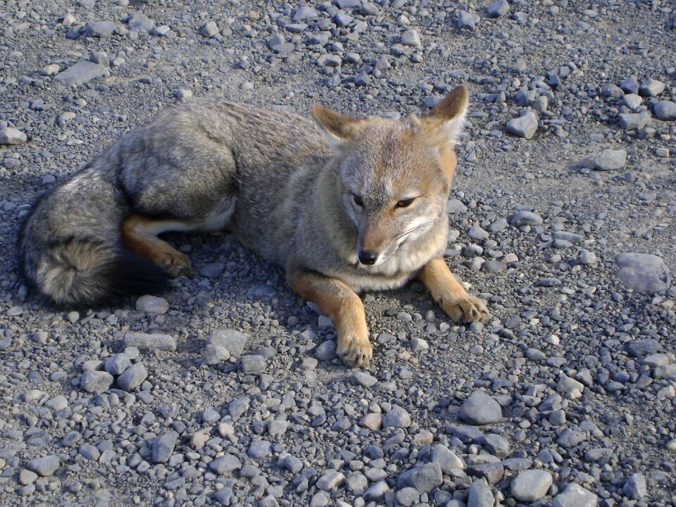 Nature animal animal world