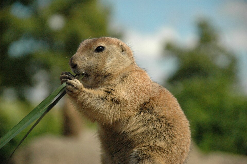 Prairie dog nature stay village
