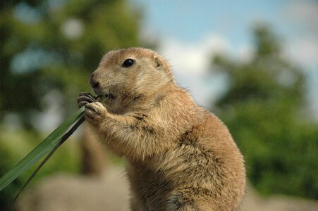 Prairie dog nature stay village