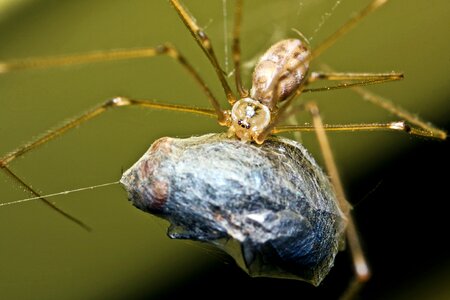 Prey close up macro photo