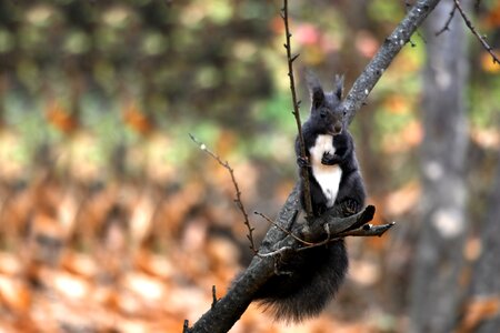 Boots autumn squirrel