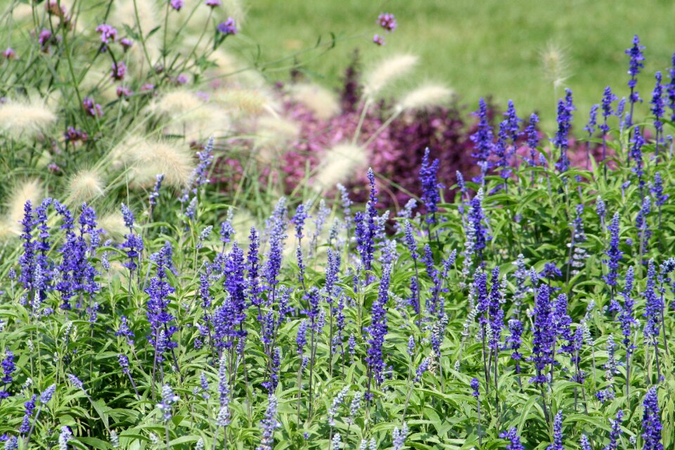 Gardening nature flower