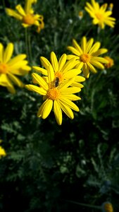 Nature green yellow flower