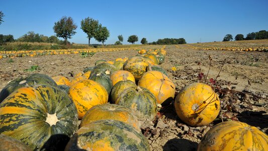 Field pumpkin agriculture