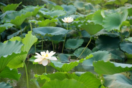 Lotus the scenery morning